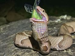 Image result for Snakes That Can Eat Bugs