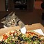 Image result for Pic of Funny Meme with Cats and Pizza