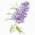Image result for Purple Lilac Flower Drawing