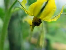 fiori di pomodoro come favorire l impollinazione pomodoro il di fiori di pomodoro come favorire l impollinazione pomodoro il di