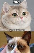 Image result for Heavy Breathing Cat Meme