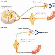 Image result for Spinal Cord Structure Diagram