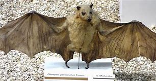 Image result for Pteropus Personatus
