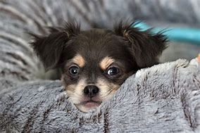 Image result for Chien Chihuahua