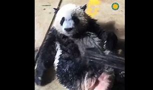 Image result for Baby Panda Ocean