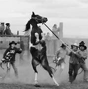 Image result for Wild Horse Racing Gear