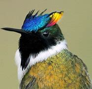 Image result for Heliactin Trochilidae