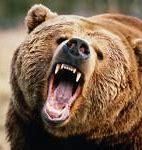 Image result for Angry Bear Meme
