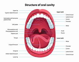 mouth cavity 的图像结果