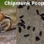 Image result for Chipmunk Poop
