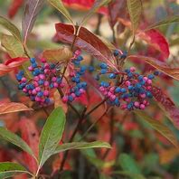 Image result for Viburnum nudum Pink Beauty