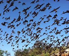 Image result for Bats Flying in Purple Sky