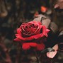 Image result for Beautiful Unique Wallpapers