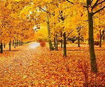 Image result for AUTUMN