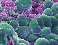 Image result for Scientist of Cancer Cell Biology