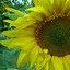 Image result for Lock Screen Wallpaper of Sunflowers