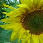 Image result for Sunflower Screensaver