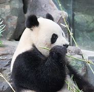 Image result for Giant Panda in Tree