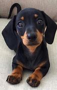 Image result for Dachshund Puppy Dog Eyes