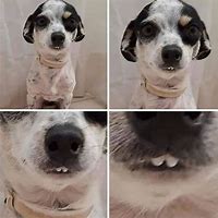 Image result for Dog Derp Face