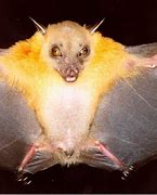 Image result for Fruit Nosed Bat