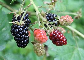 Image result for Ripe Blackberries