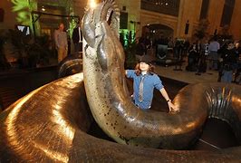 Image result for Real Biggest Snake Ever