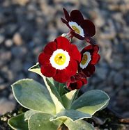 Bildergebnis für Primula auricula Glen Elg
