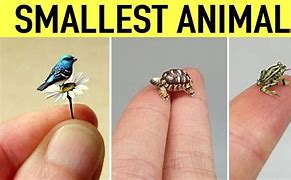 Image result for Smallest Thing Ever
