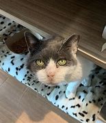 Image result for Petco Mars TabbyCat