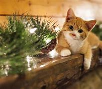 Image result for Christmas Kitty Cat