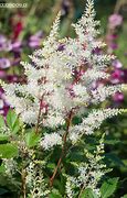Astilbe Rock and Roll ® (Arendsii-Group) に対する画像結果