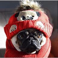 Image result for Funny Small Dogs