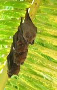 Image result for Honduran Bat