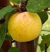Image result for Dorsert Golden Apple