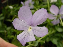 Image result for Viola cornuta Boughton Blue