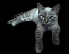 Image result for Shadow Cat Meme