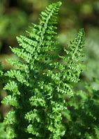 Image result for Dryopteris affinis Cristata the King