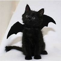 Image result for Animal with Bat Wings