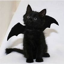 Image result for Cat with Bat Wings
