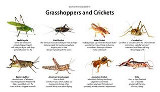 Image result for Cricket Insect Facts