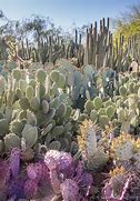 Image result for Cactus Forest