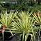 Image result for Yucca filamentosa