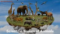 Image result for Groups of Animals Names