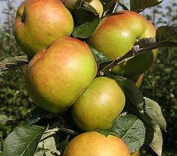 Image result for Bramley Apple Tree