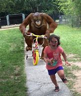 Image result for Ape Chasing Girl Meme