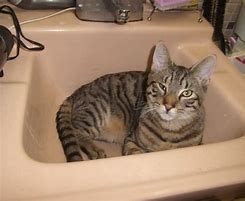 Image result for Cat Giving Me the Stink Eye