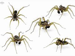 Image result for 6 Legged Spider