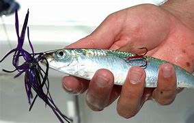 Image result for Bait Fish