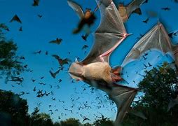 Image result for Bats Swarming